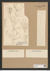 Licmophora flabellata (Carm.) Ag. (de-Toni-Nr.: Genus 86, Species 2953) Zeichnungen Sammlung Grunow Nr. 5968 (NHMW-BOT-W0374444)